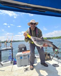 Fisherman catches a blue catfish in Mocksville