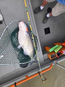 A blue catfish caught while fishing in Mocksville
