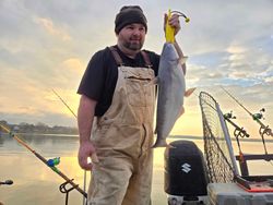 A photo of a blue catfish measuring 19 inches, caught while fishing in Mocksville.