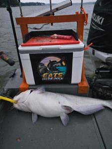 Blue catfish caught while fishing in Mocksville