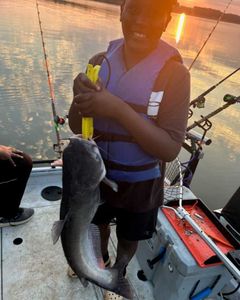 Blue Catfish Caught in NC