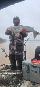 Blue Catfish caught in NC