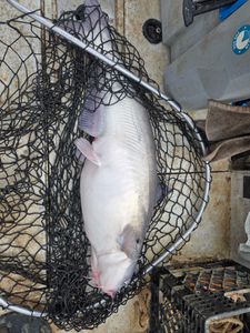 Blue catfish caught while fishing in NC