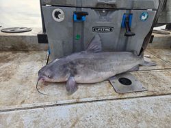 Blue catfish caught in NC
