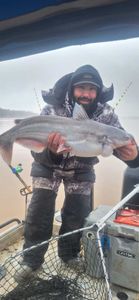 Angler holding a large blue catfish in North Carolina