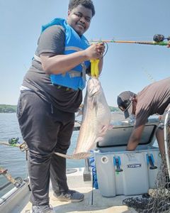 Blue catfish caught in NC