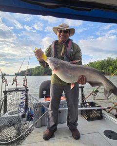 Blue catfish caught in NC