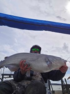 Blue Catfish caught while fishing in NC