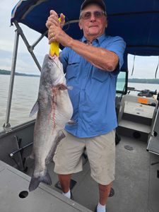 One blue catfish caught while fishing in NC
