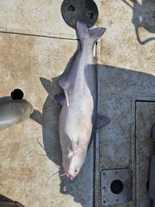 Blue catfish caught fishing in NC