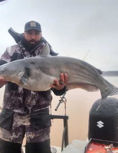 Photograph of a 30-inch blue catfish caught while fishing in NC