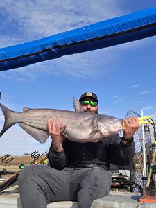 Blue catfish caught in NC