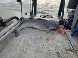 Blue catfish caught in NC