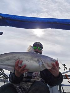 Angler with a large blue catfish caught while fishing in North Carolina