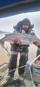 Photograph of a 24-inch Blue Catfish caught while fishing in NC