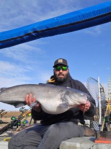 Catch of the day: a massive blue catfish!