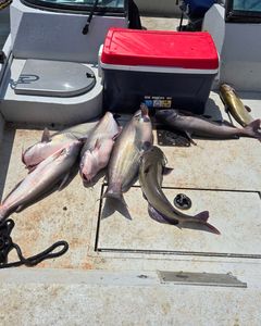 Image of 5 channel catfish and blue catfish caught in NC