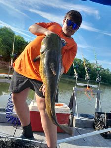 Flathead catfish triumph