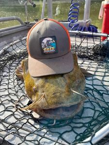 Flathead catfish quest!