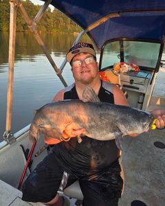 Photograph of a channel catfish caught in NC during fishing