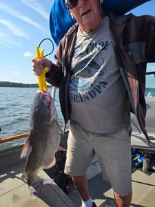 Channel catfish caught while fishing in Mocksville