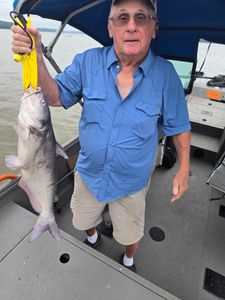 Channel Catfish caught in NC
