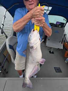 Channel Catfish caught while fishing in NC