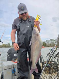 Channel catfish caught in NC