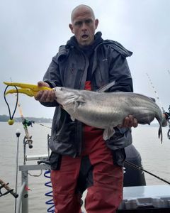 Yadkin River wonders: Blue Catfish