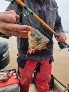 One fishing rod with a fishing line and reel, casting in a scenic outdoor location in NC.