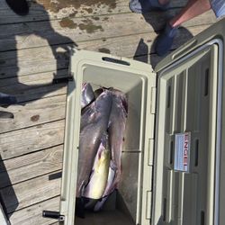 One fish caught while fishing in North Carolina