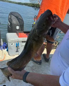 Flathead catfish caught in Mocksville