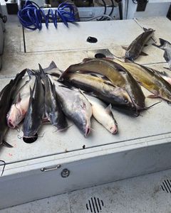 Four fish caught while fishing in Mocksville
