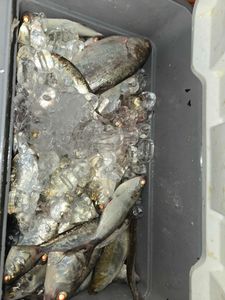 Great fishing trip in NC