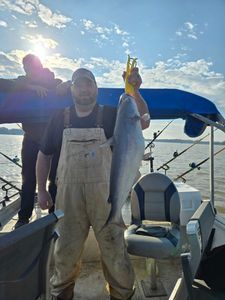Hardhead Sea Catfish caught while fishing in NC