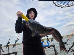 Hardhead sea catfish, fishing in NC