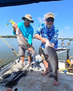 Two blue catfish, each measuring 28 inches, caught while fishing in North Carolina.