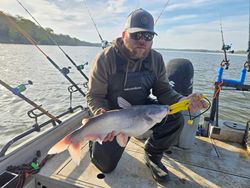 A single blue catfish, measuring 24 inches, caught while fishing in Mocksville