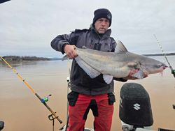 Angler holding a large blue catfish in Mocksville