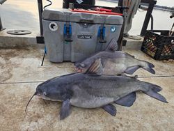 Fishing for a blue catfish in NC