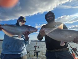 Two channel catfish and blue catfish caught while fishing in North Carolina