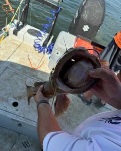 One fishing catch in North Carolina