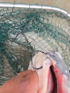 Scenic view of Mocksville