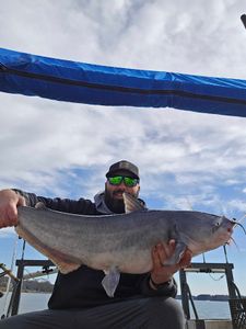 Impressive catch of a big white catfish