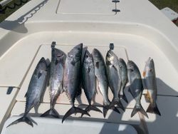 6 little tunny fish caught in Belhaven during a fishing tour