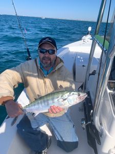 Atlantic Bonito, a 16-inch fish, caught while fishing in Belhaven