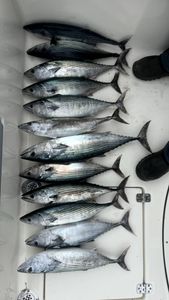 Seven Atlantic Bonito fish caught while fishing in NC