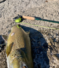 Fishing in NY