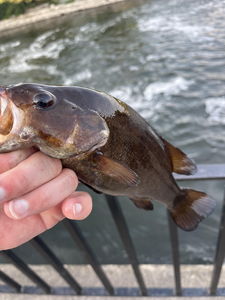 Clear skies and light tackle: the perfect recipe for fishing success!