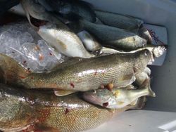 Lots of catches today in Lake Erie, OH